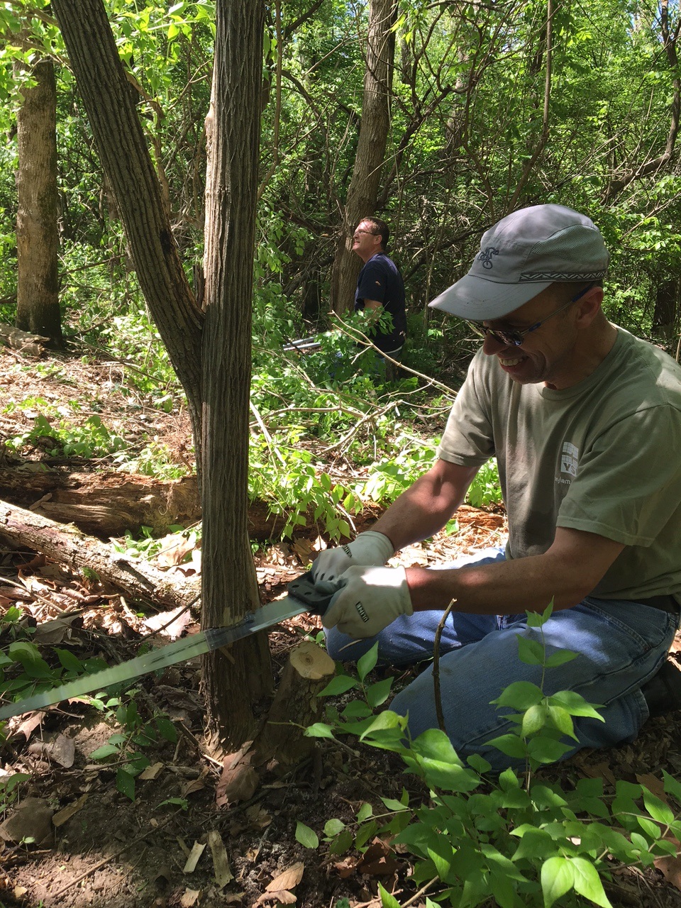 Greg Popp cutting honeysuckle at Caesar Creek Canoe Access.jpg